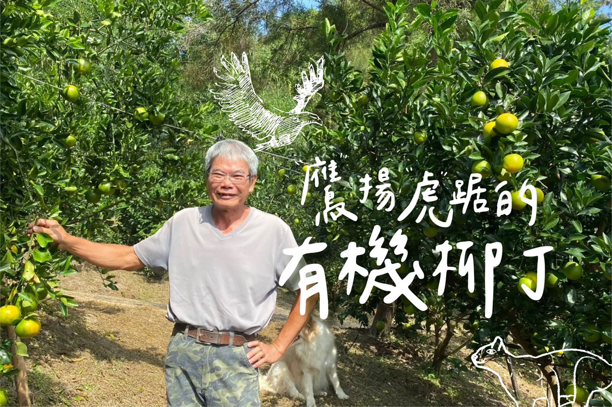 有機柳丁農友站在結果的柳丁樹旁