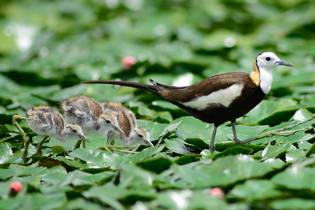 水雉在綠意盎然的菱角田保育棲地中育雛