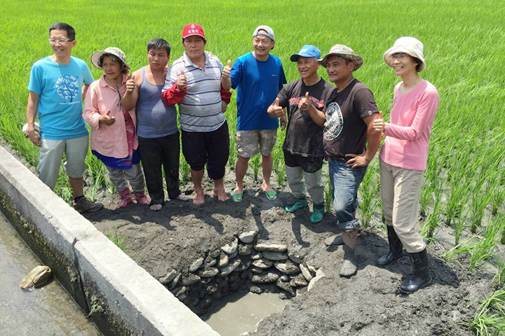 南安部落種植有機稻，以慈心盼回台灣原生鯽魚