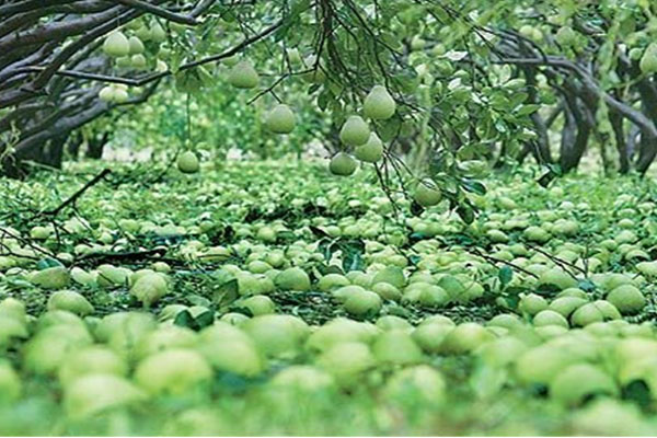 花蓮地區受到重創成為落果的文旦柚
