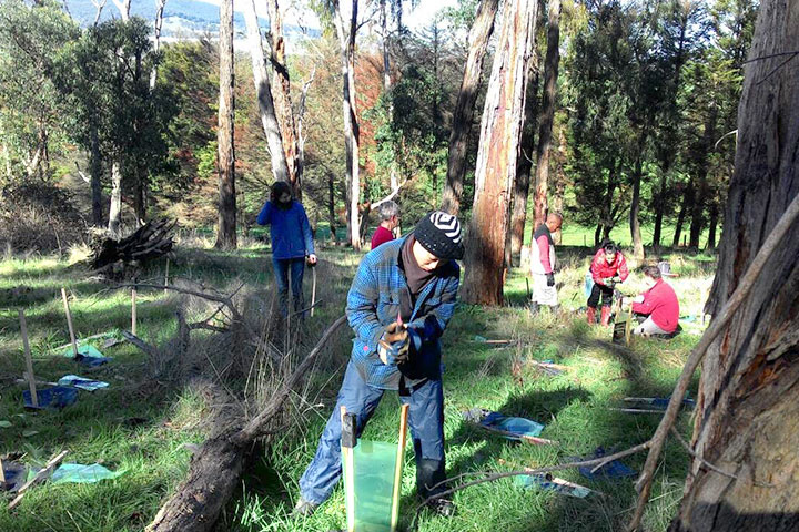 福智墨爾本教室積極參與地方政府以及民間種樹團體的活動