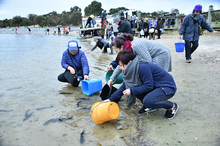 福智澳洲墨爾本教室配合澳洲維多利亞省漁業部進行冬季放生活動