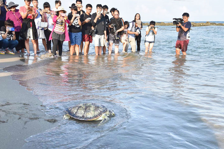 福智與臺東縣政府、林管處攜手，送海龜回大海的家