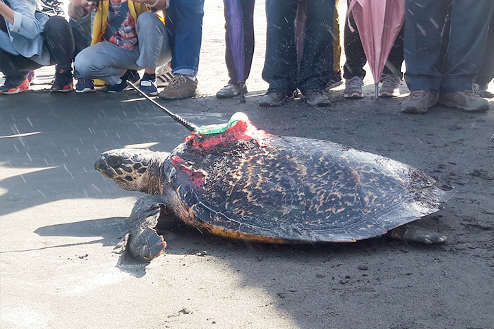玳瑁傷龜獲救添新例，福智參與海洋大學救治野放活動