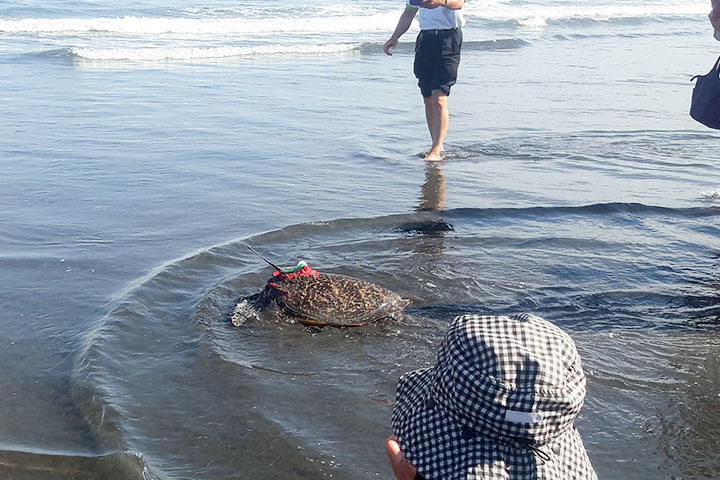 玳瑁傷龜獲救添新例，福智參與海洋大學救治野放活動