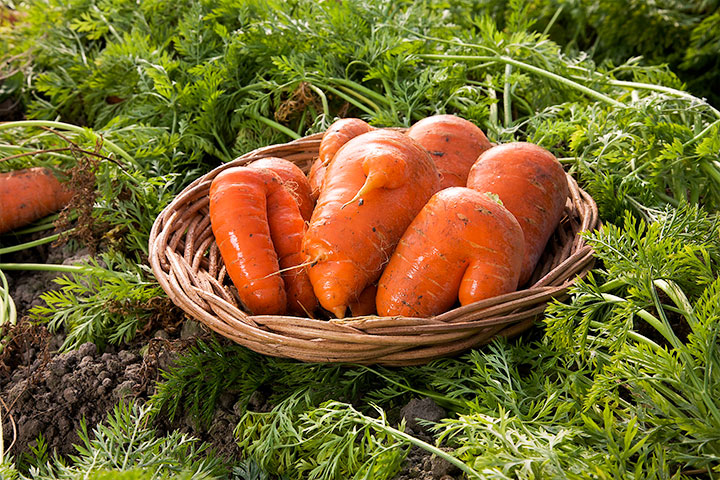 農友耕種出形狀如同五爪一般、大小不一的紅蘿蔔。