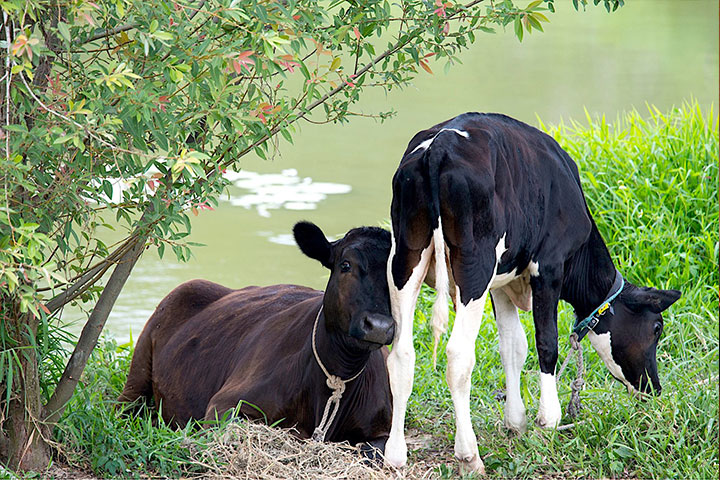 福智關廟護生教育示範園區收容的乳牛「金剛」及「平安」