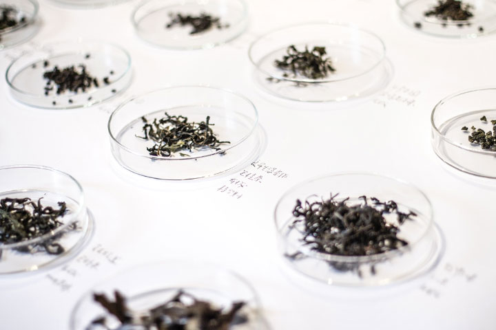 2019南投世界茶業博覽會首設「有機茶主題館」，農糧署、慈心、種籽設計為您獻好茶！