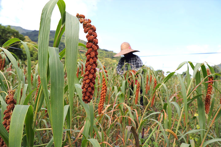 慈心導入技術助臺東農友復耕小米，承載食安生態、文化傳承的使命