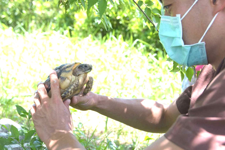 福智關廟護生園受託安置遭受非法走私的緣翹陸龜，並請獸醫師為龜龜們做健康檢查