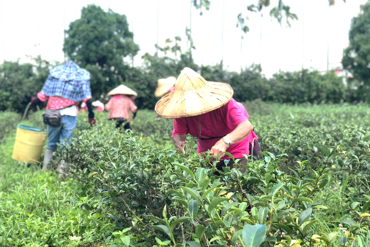 里仁支持綠色保育茶農克服轉型困難，以友善農法種植茶樹，找回生態平衡