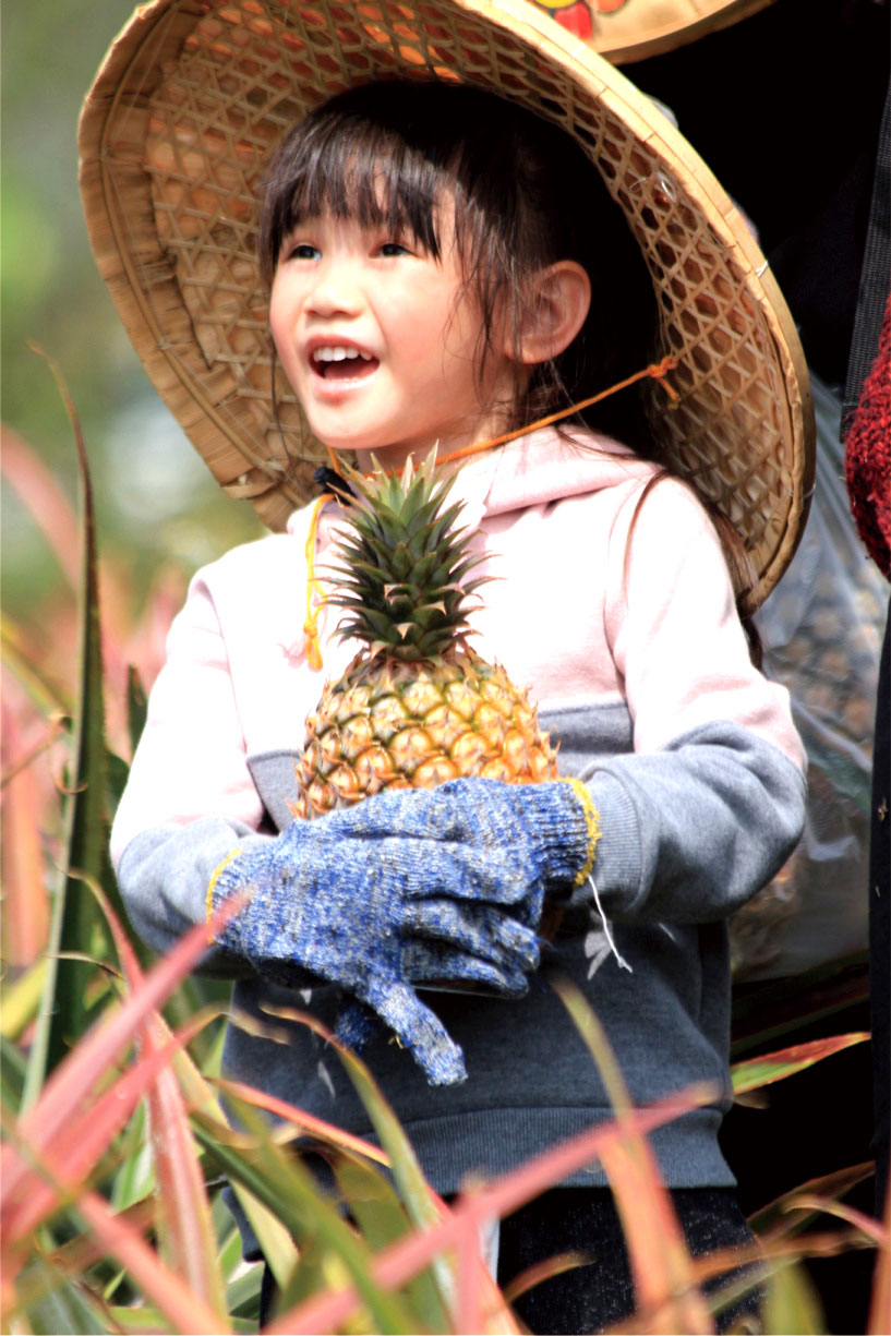 種植有機鳳梨聞名的銘泉農場，舉辦採鳳梨、鳳梨酥DIY等有趣活動