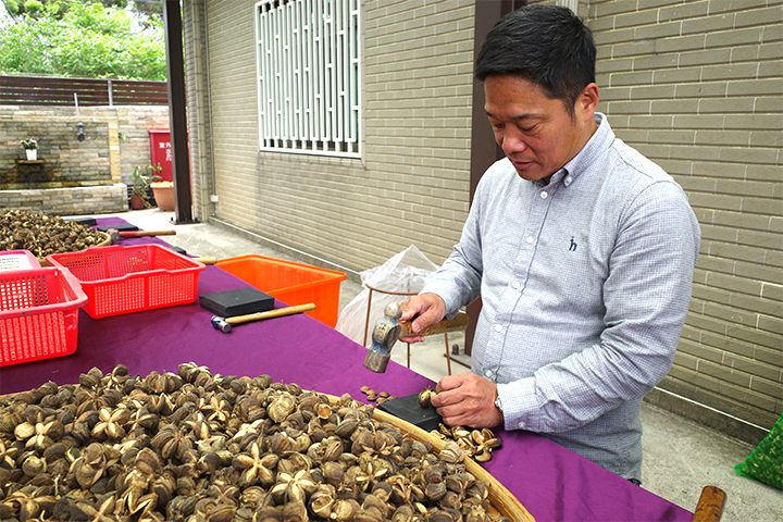 金椿總經理陳有倫敲開印加果豆莢，取籽進行後面榨油