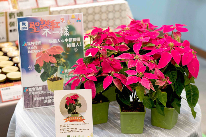 里仁限量「聖誕紅—可堆肥生質盆栽」邀您為地球種下希望！