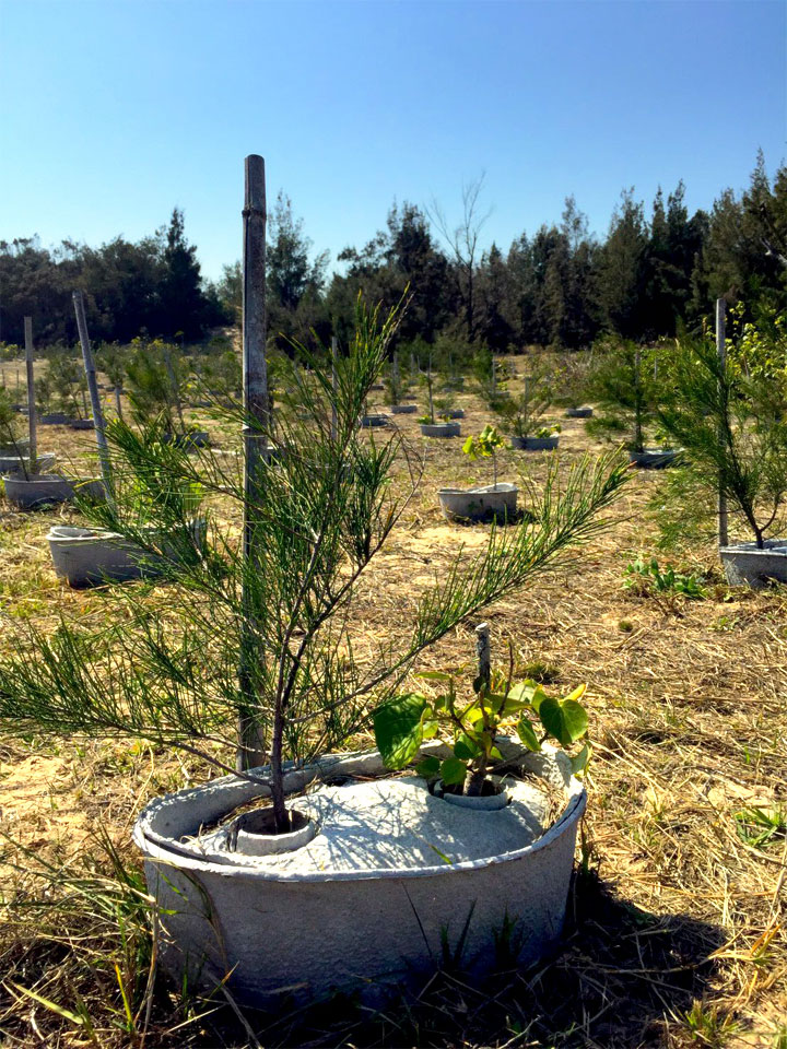 慈心基金會、金門縣林務所以「水寶盆」海岸造林一年後，樹苗平均高度增加3倍以上
