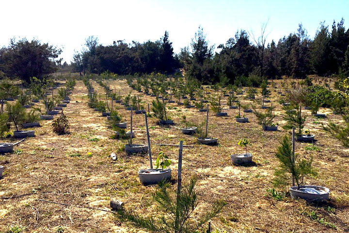 2021年慈心基金會與金門縣林務所在金門歐厝以「水寶盆」海岸造林創佳績，提升植樹存活率高達8成