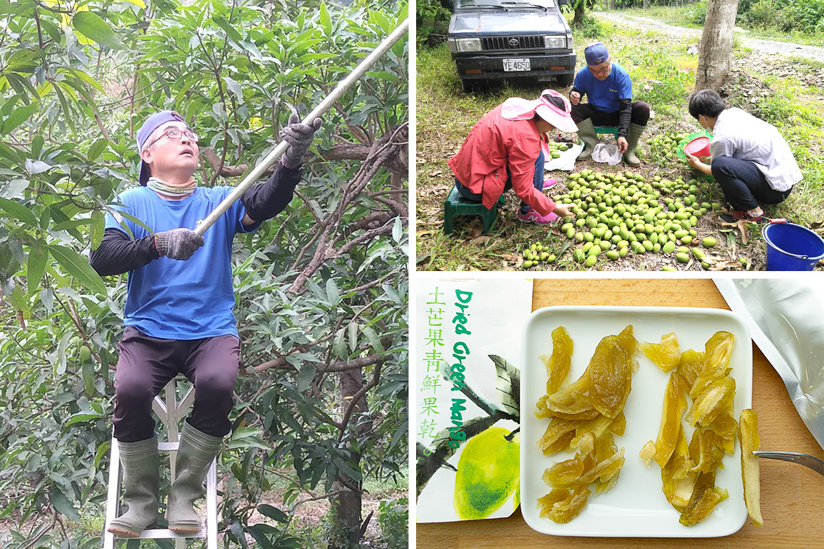 里仁、茂林農友、食品加工廠十年來攜手保護紫斑蝶，推出友善耕作的土芒果綠保產品