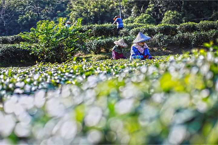 慈心淨源茶再獲 2023 全國有機茶 TAGs 評鑑肯定，實現永續價值的承諾