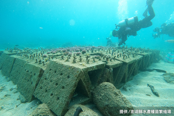 將珊瑚株放入培育池，確認存活後，再潛水種至珊瑚磚上
