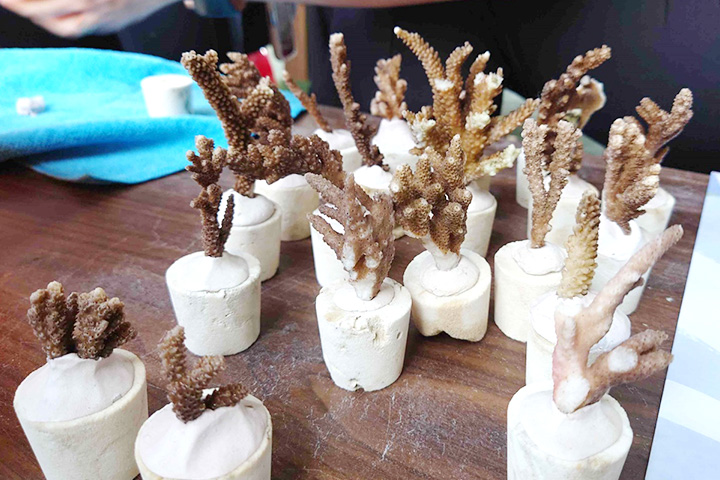 人工復育珊瑚需先修剪珊瑚枝條，種入小盆