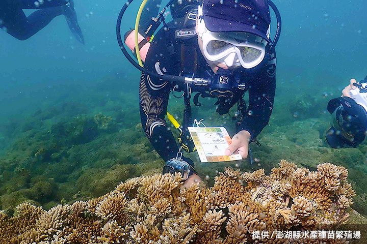 透過課程培訓，潛水客也能成為公民科學家，記錄杭灣珊瑚復育狀況