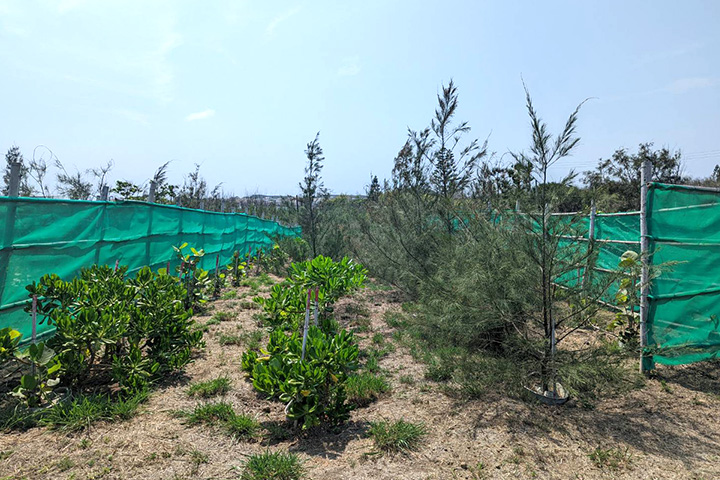 2022 年慈心基金會與澎湖林務所在五德造林地，使用水寶盆種樹成果斐然，不同樹種組合的複層林已逐漸成形