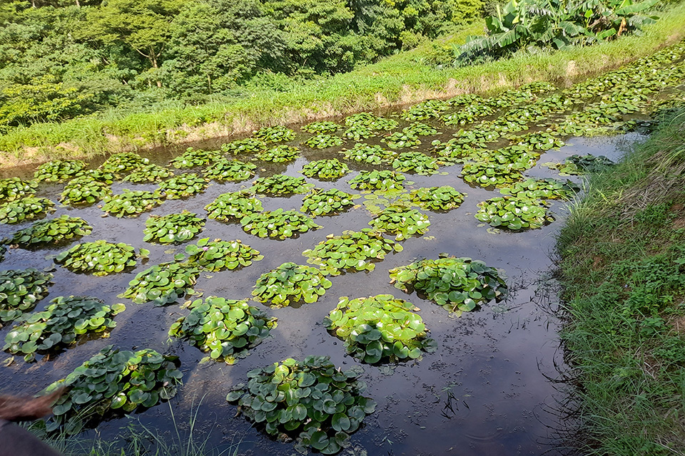 重整三芝蓮花田生態，慈心攜手產官學復育臺北赤蛙棲地！