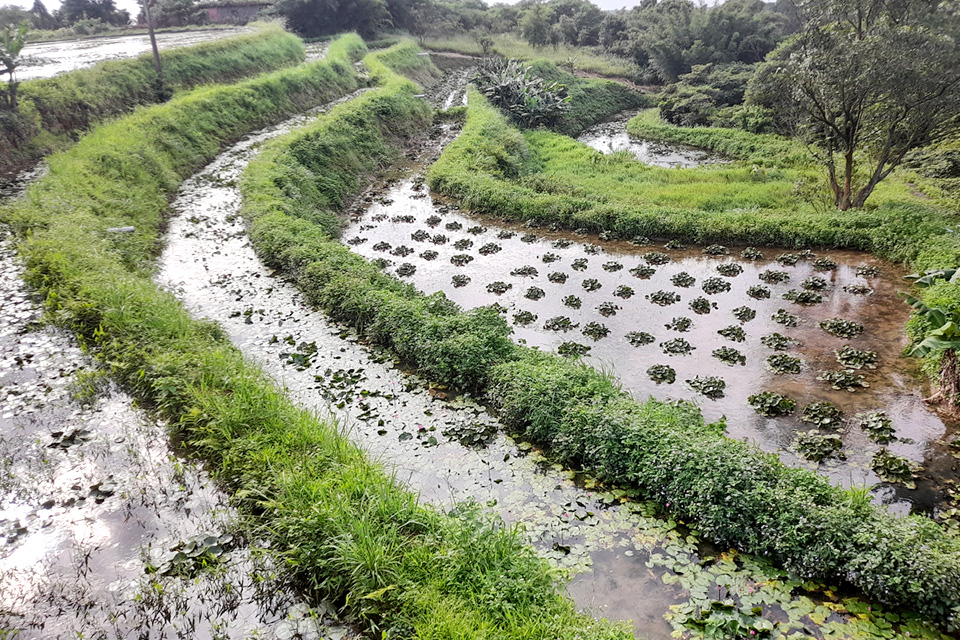 重整三芝蓮花田生態，慈心攜手產官學復育臺北赤蛙棲地！