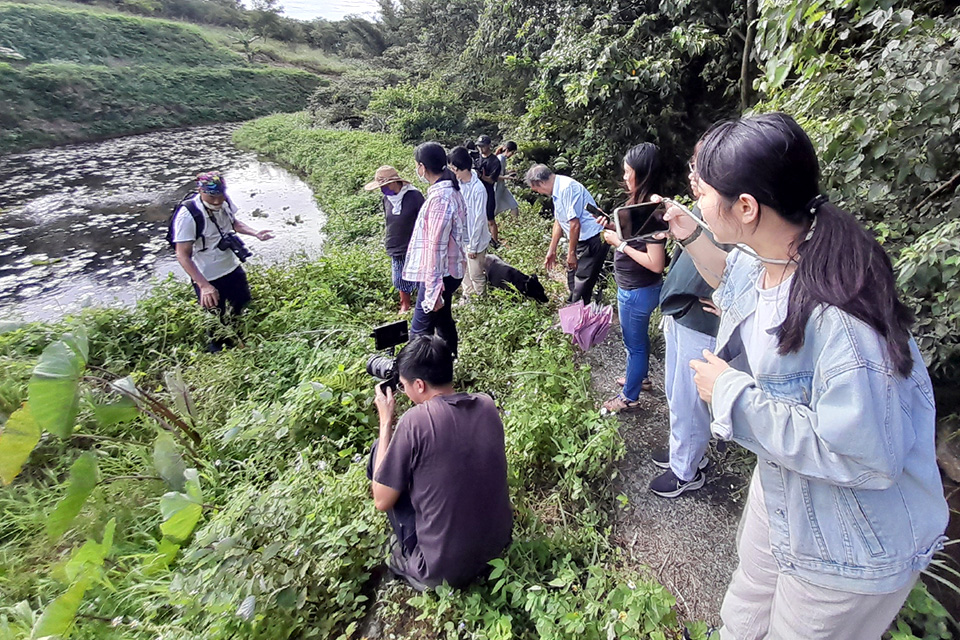 重整三芝蓮花田生態，慈心攜手產官學復育臺北赤蛙棲地！