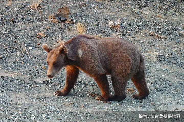 拯救生長在沙漠的熊！一起支持慈心「戈壁熊棲地」種樹行動