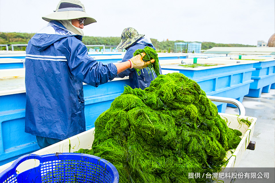 里仁新品「滸苔蘇打餅」實踐山海永續，每一口都友善環境！