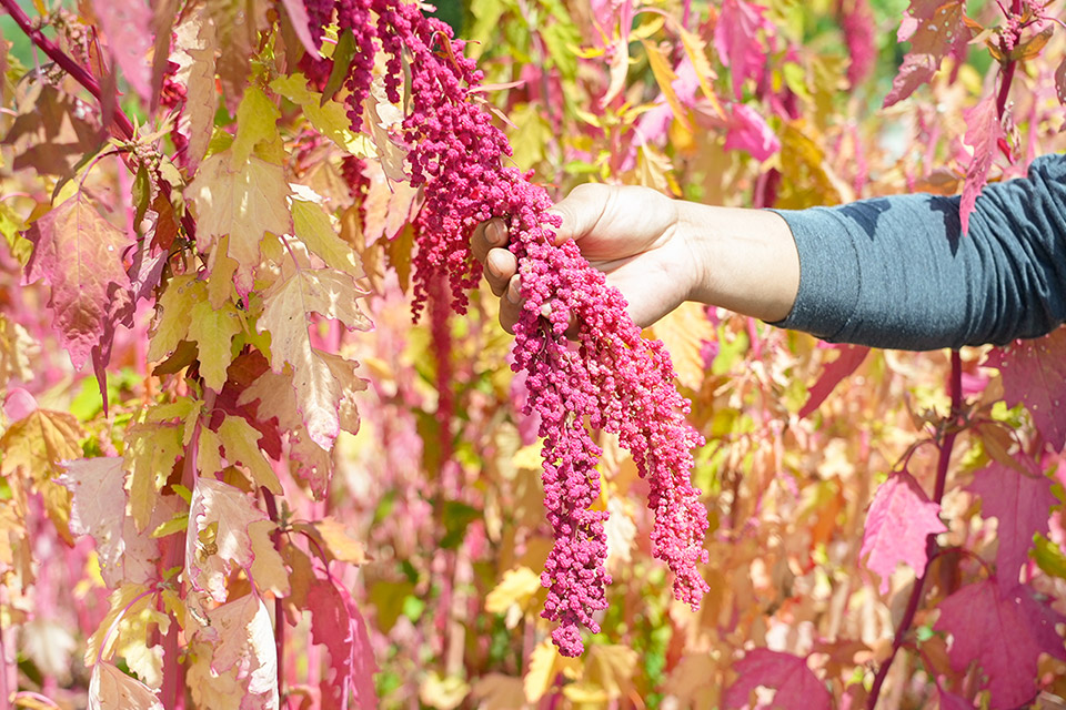 里仁新品「滸苔蘇打餅」實踐山海永續，每一口都友善環境！