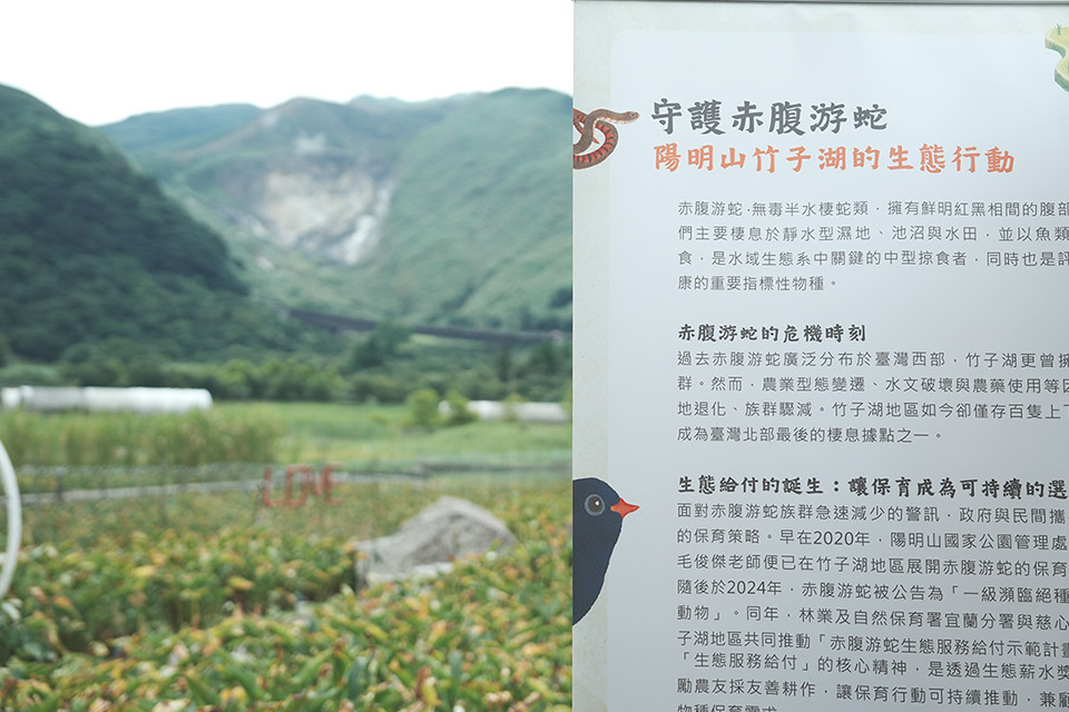 讓竹子湖從賞花勝地到保育基地，陽明山跨域協力，開創共榮新局