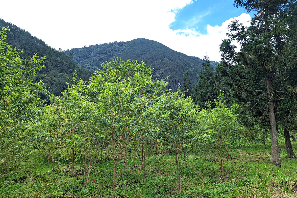 種樹守護國家公園!慈心榮獲內政部「Team 國家公園 SDGs 之友」殊榮
