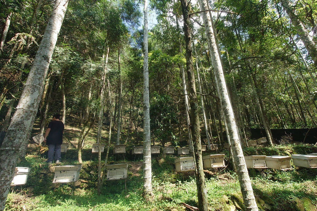 林業署委託慈心執行「林下經濟」產品驗證規範,實踐農林共生