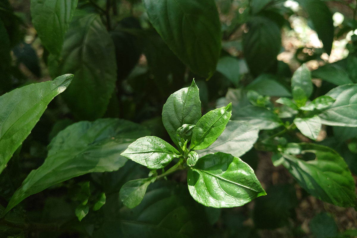 林業署委託慈心執行「林下經濟」產品驗證規範,實踐農林共生