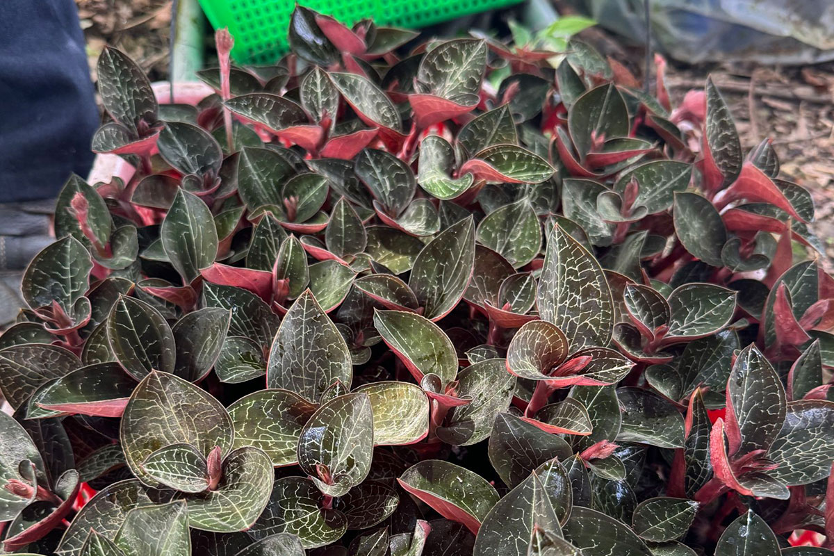 林業署委託慈心執行「林下經濟」產品驗證規範,實踐農林共生