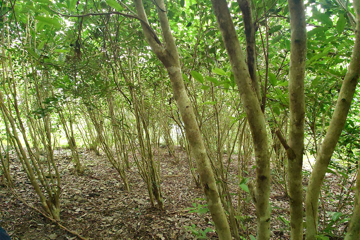 林業署委託慈心執行「林下經濟」產品驗證規範,實踐農林共生