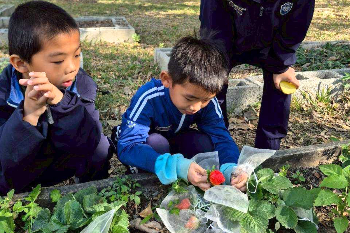種植草莓練心性！福智食農教育讓學子收穫心靈果實