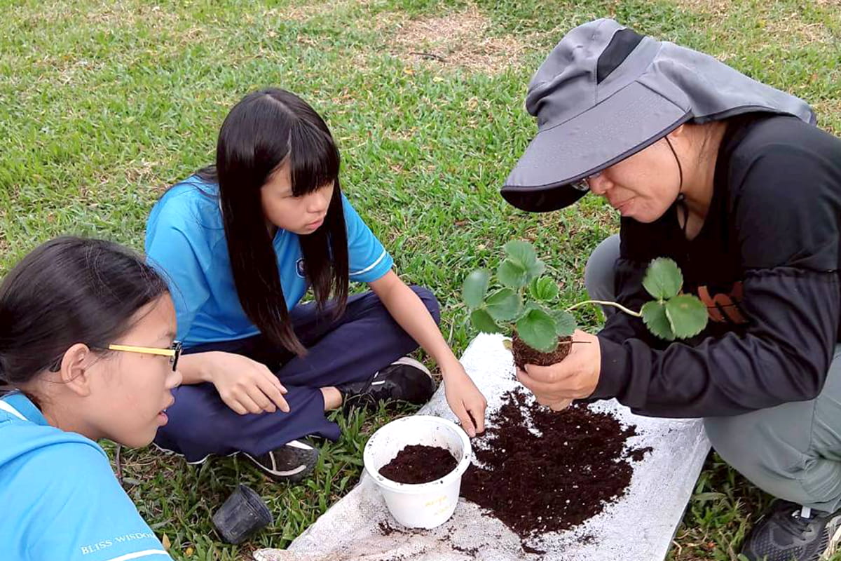 種植草莓練心性！福智食農教育讓學子收穫心靈果實