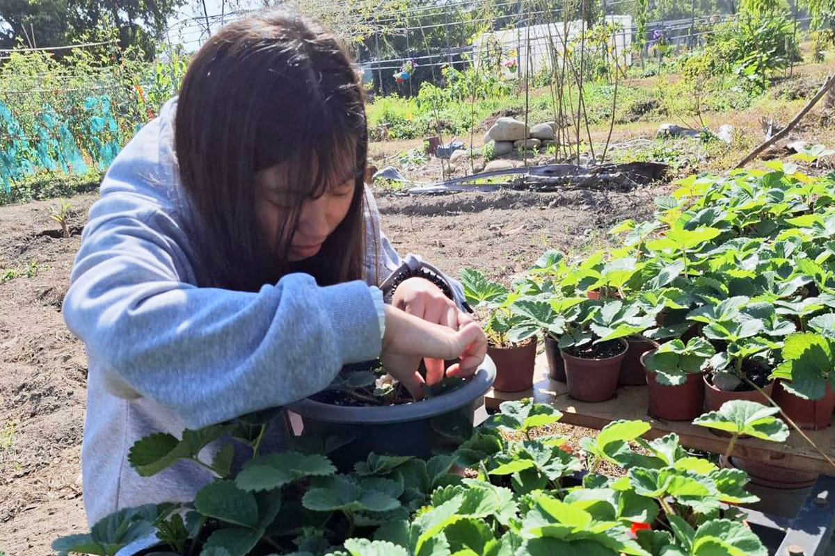 種植草莓練心性！福智食農教育讓學子收穫心靈果實