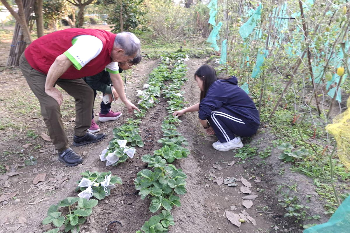 種植草莓練心性！福智食農教育讓學子收穫心靈果實