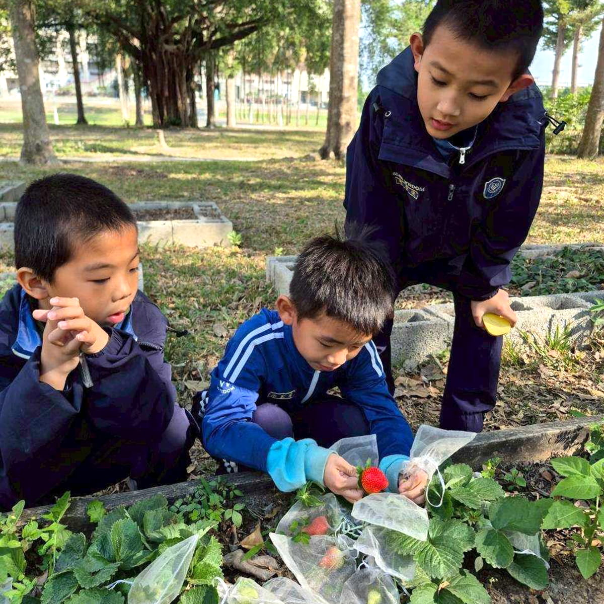 種植草莓練心性！福智食農教育讓學子收穫心靈果實