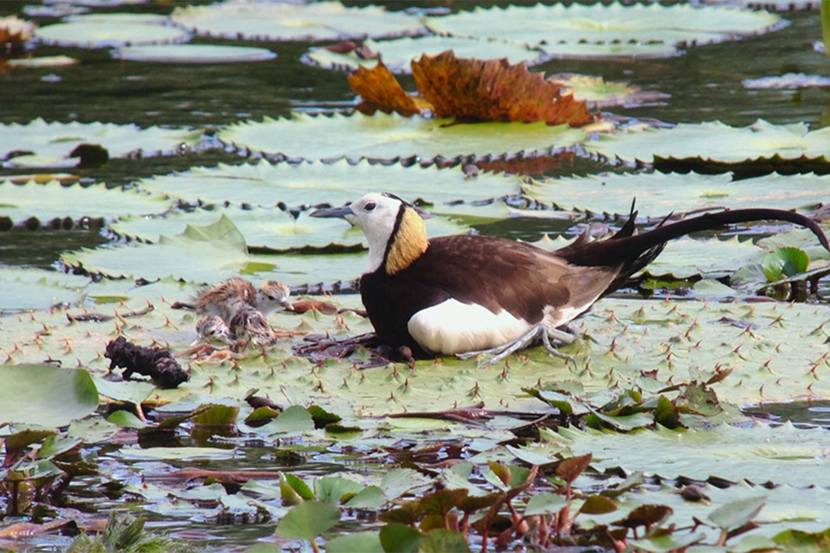 里仁推出新品「冷凍熟菱角」，守護水雉棲地，實踐綠色保育！
