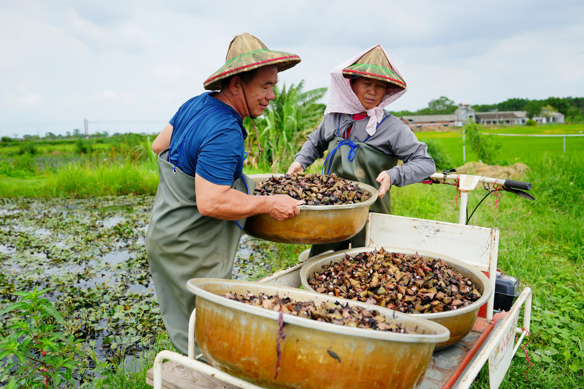 里仁推出新品「冷凍熟菱角」，守護水雉棲地，實踐綠色保育！