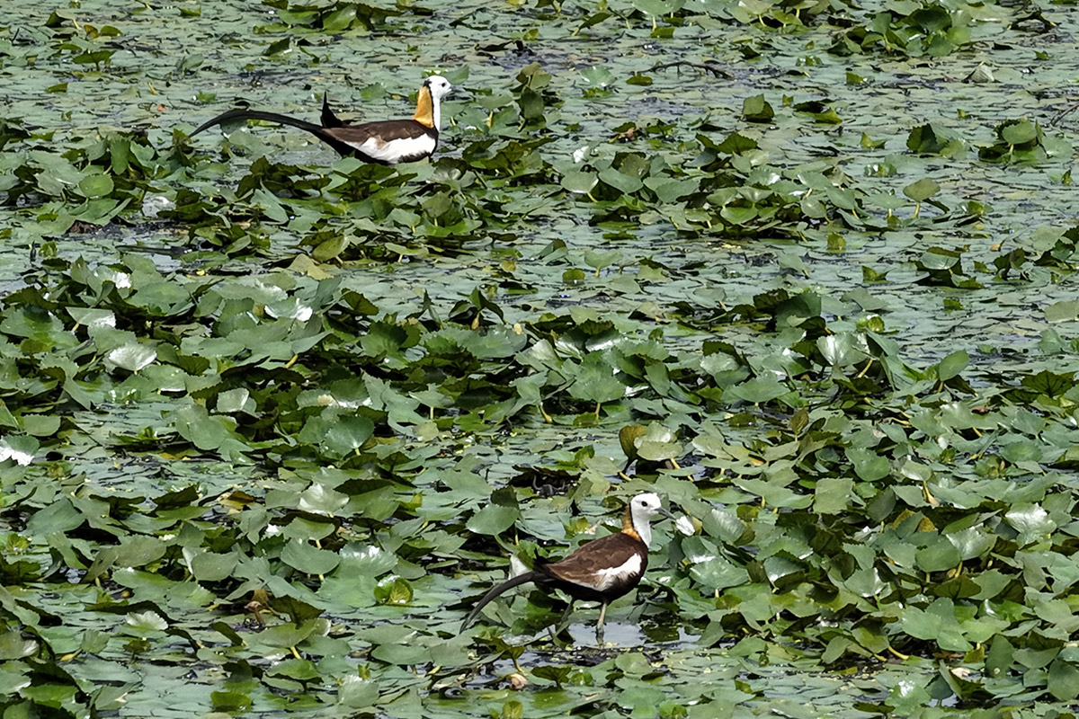 里仁推出新品「冷凍熟菱角」，守護水雉棲地，實踐綠色保育！