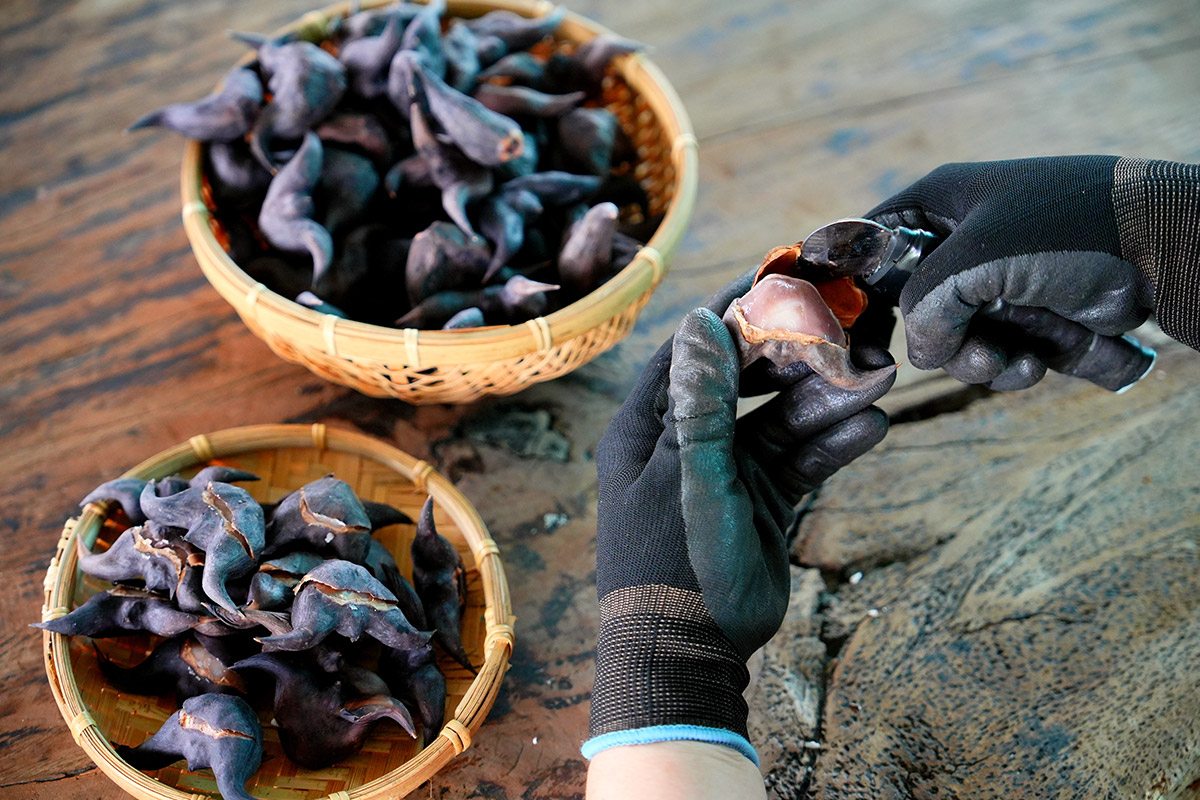 里仁推出新品「冷凍熟菱角」，守護水雉棲地，實踐綠色保育！