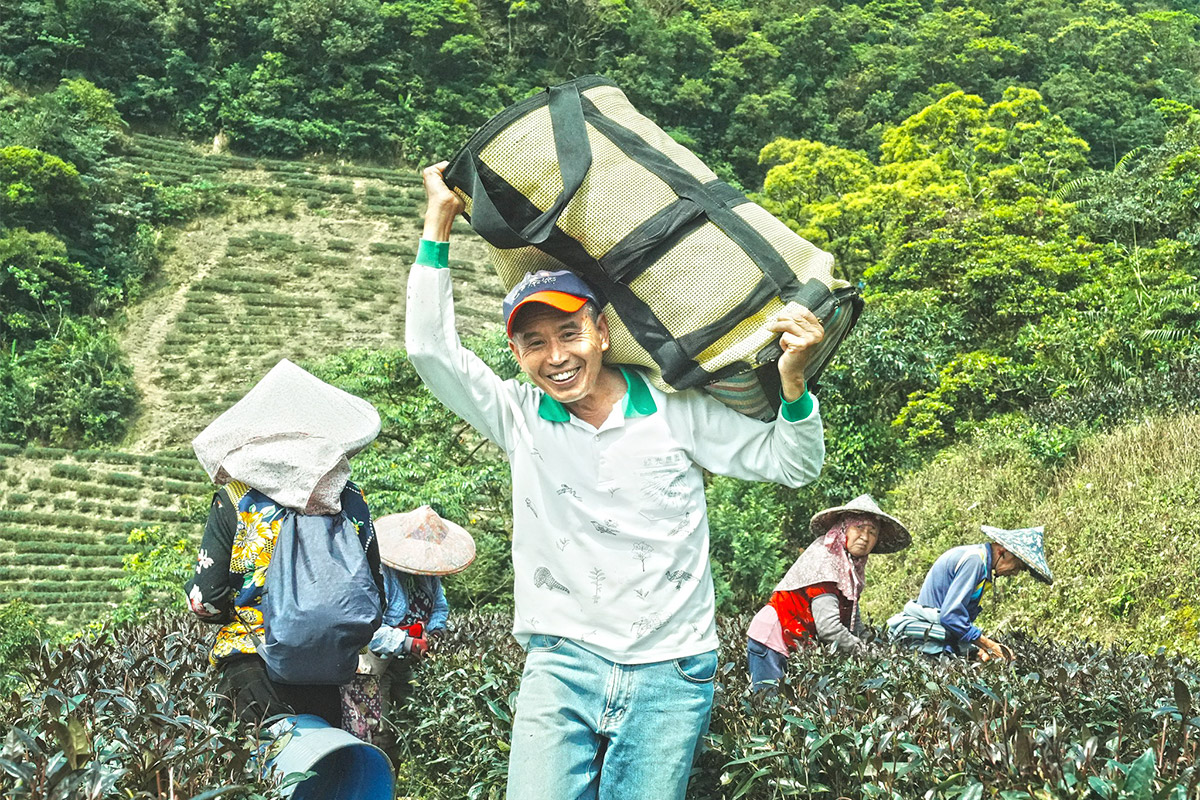 從坪林茶出發，展望有機島！慈心淨源計畫 18 年有成
