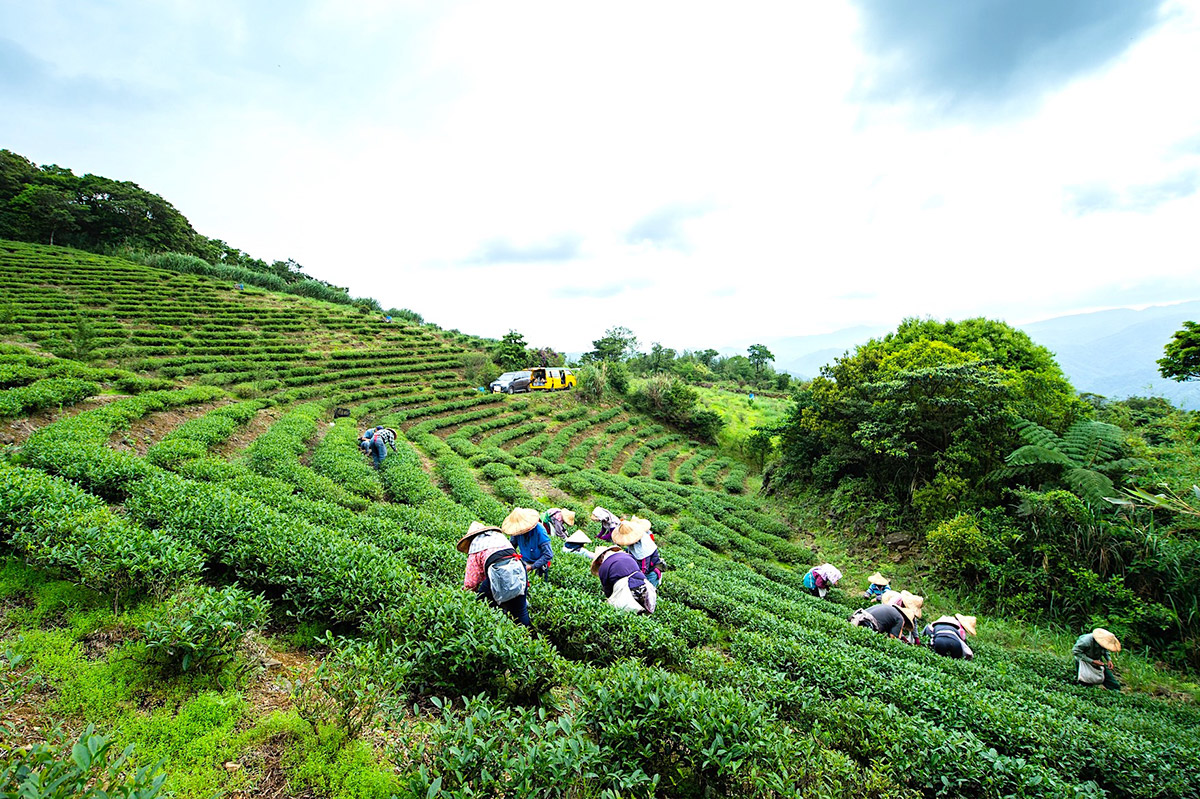 從坪林茶出發，展望有機島！慈心淨源計畫 18 年有成