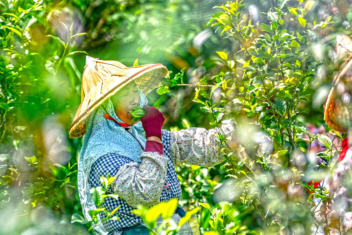 從坪林茶出發，展望有機島！慈心淨源計畫 18 年有成